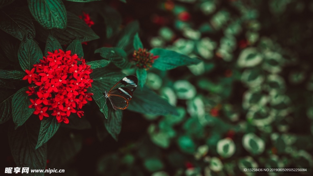 紅色花朵綠色樹葉