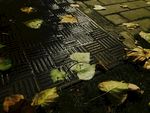 夜色落葉