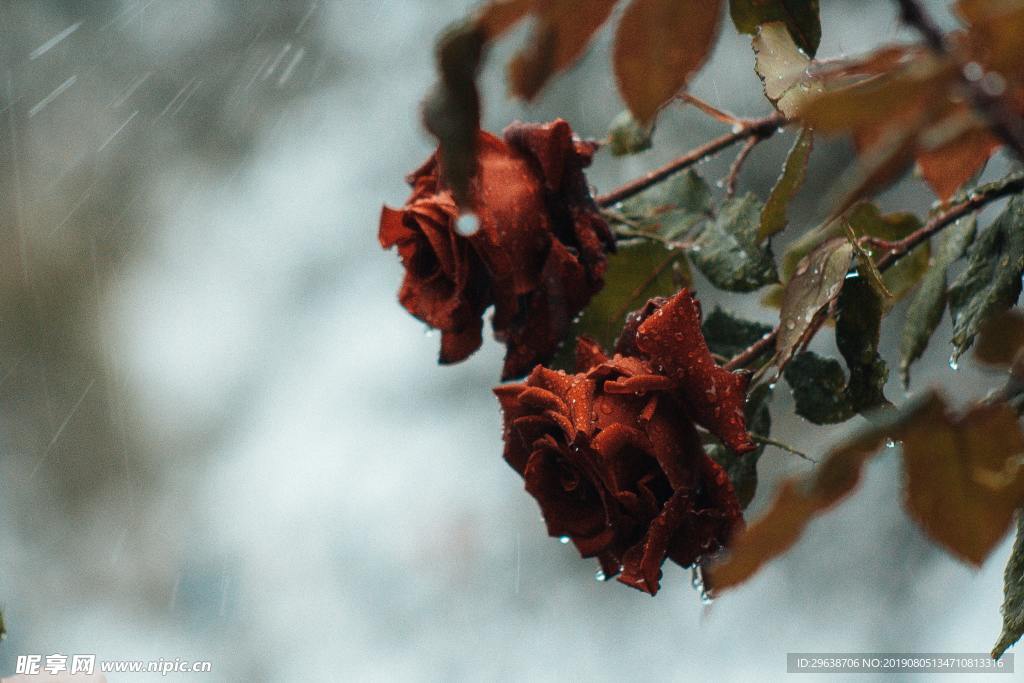 雨中玫瑰