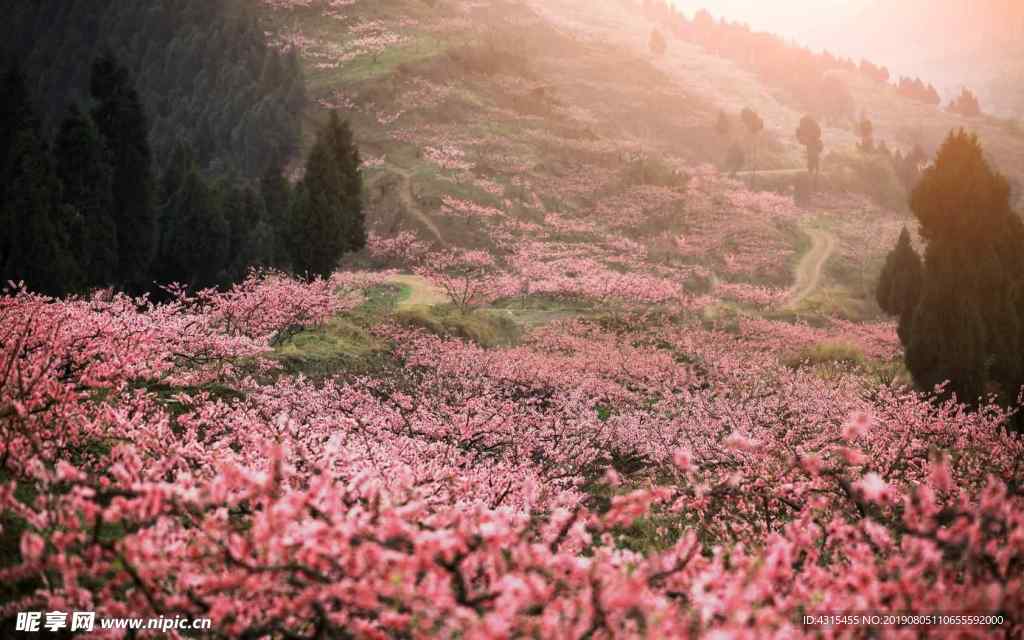 桃花源