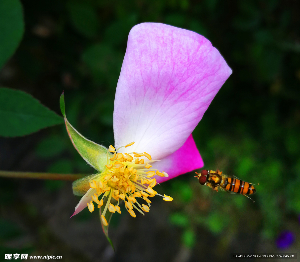 小蜂逗花