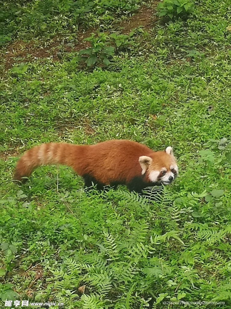 小熊貓