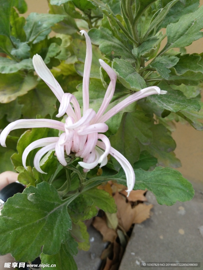 一支菊