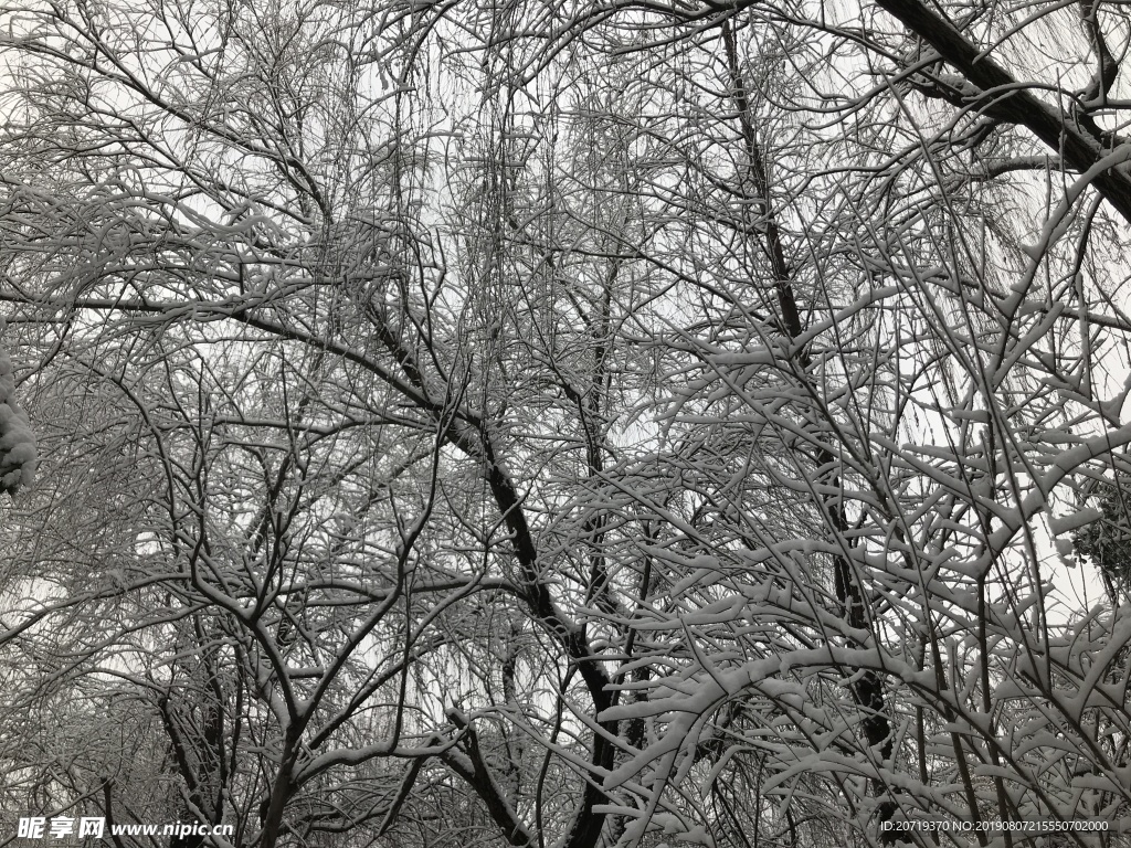 樹上的雪