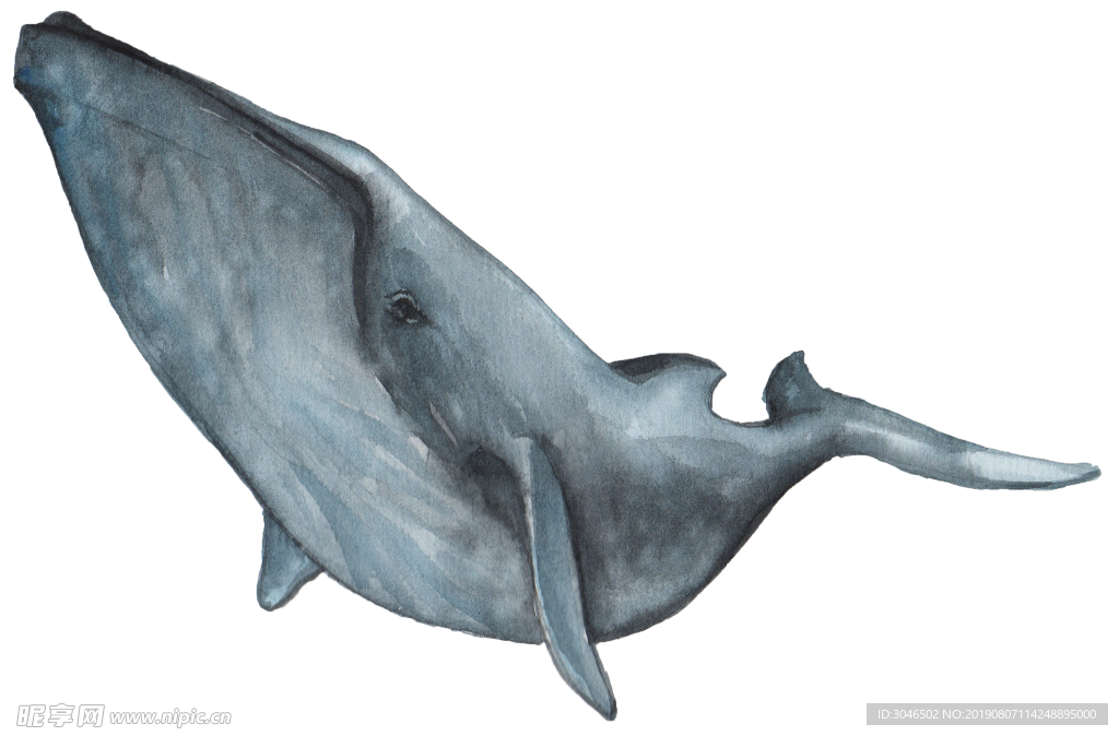 手绘水彩鲸鱼素材