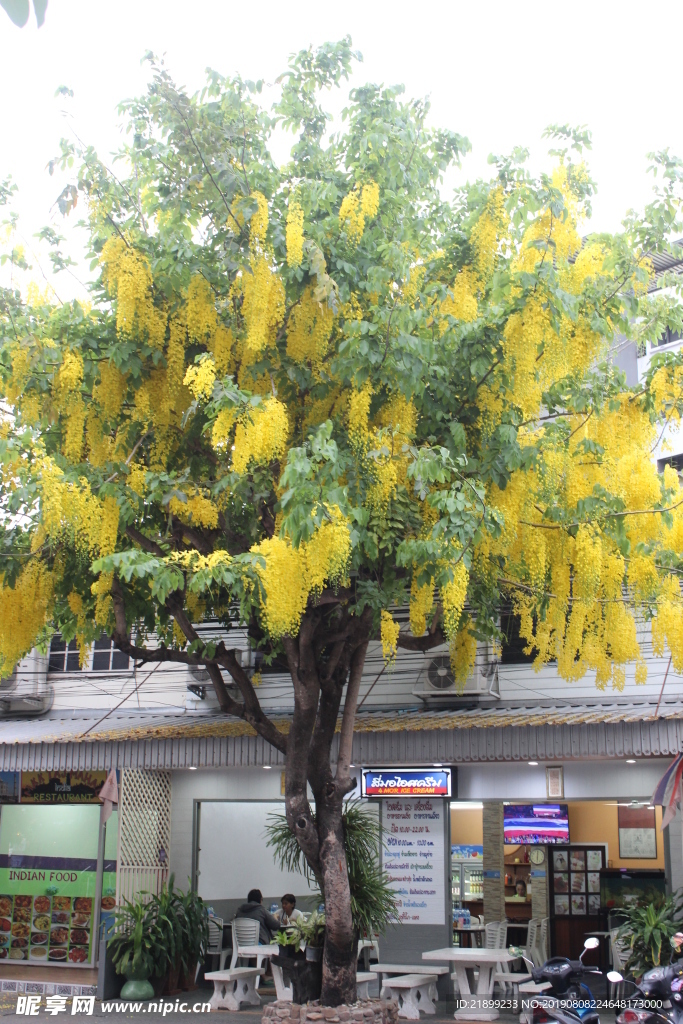 花樹