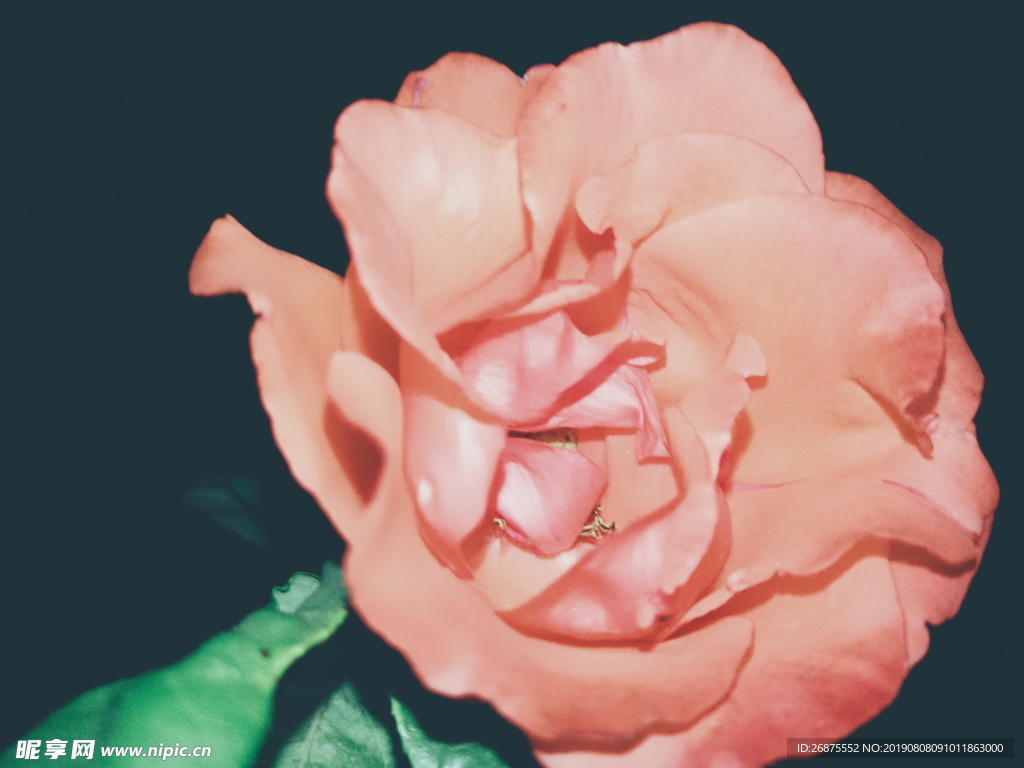 玫瑰花