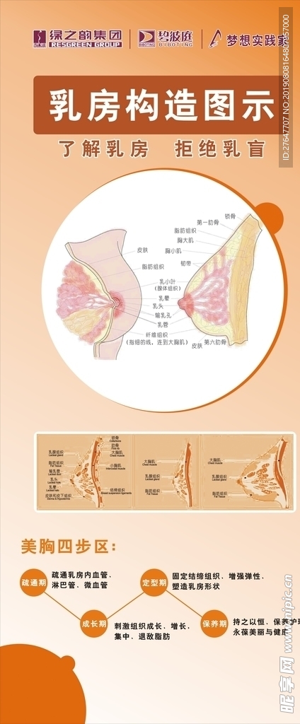 乳房构造图示