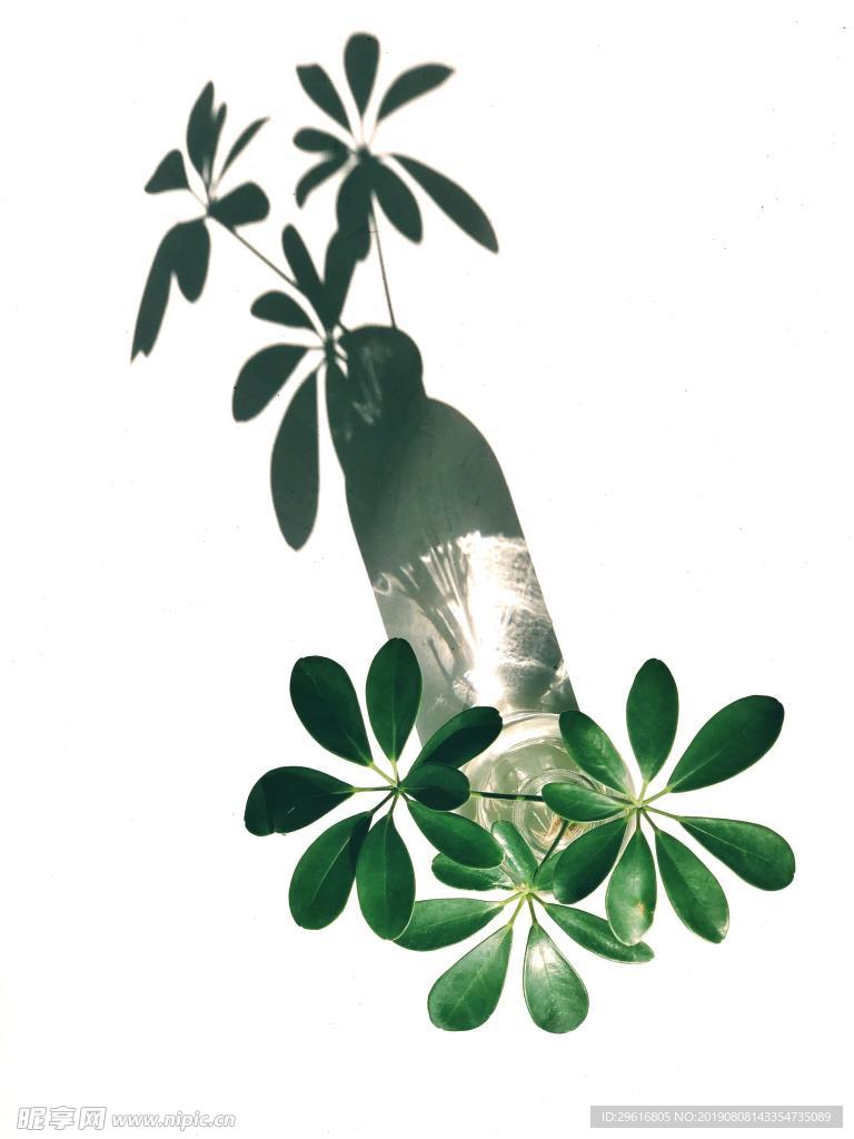 綠植倒影