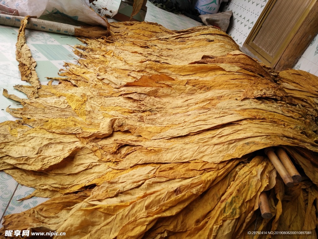 云南大煙葉