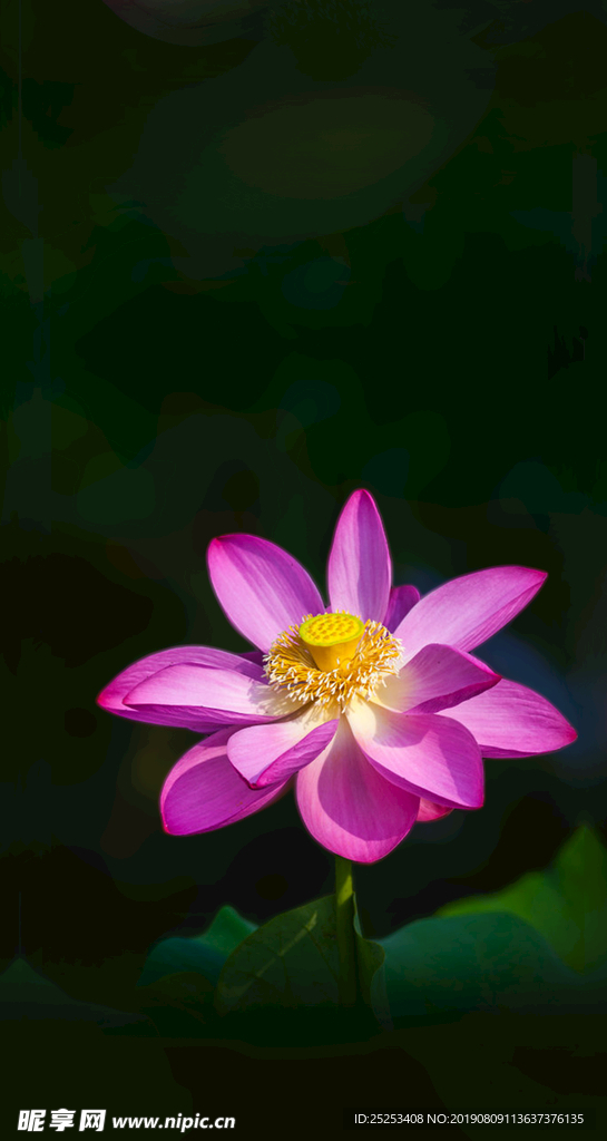 荷花