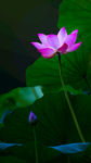 蓮花