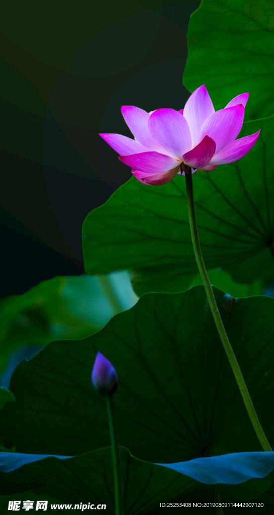 蓮花