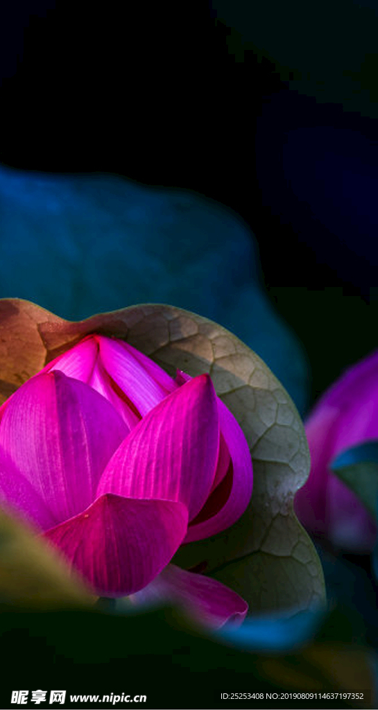 蓮花