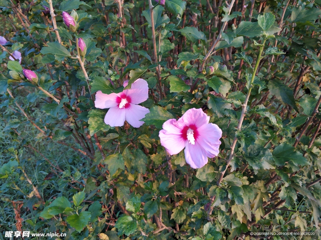 紫金花  花  紫色花  植物