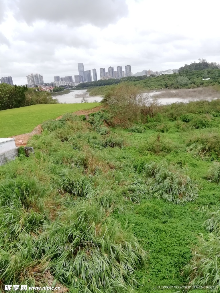 草地