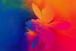抽象彩色花卉底纹