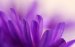 紫色花朵花瓣