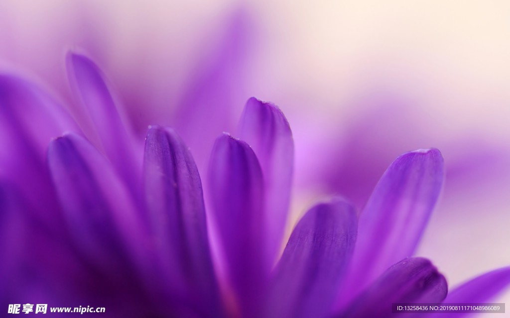紫色花朵花瓣
