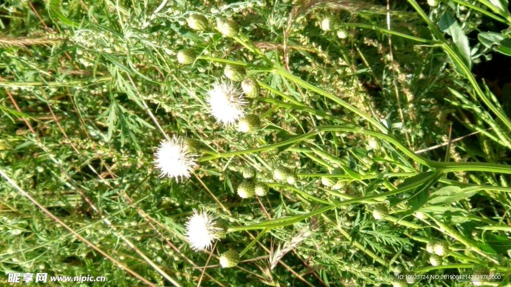 小花