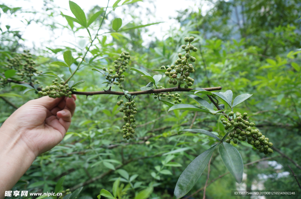 云南滿澤花椒 青花椒 麻椒圖片