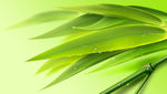 绿叶竹子竹节露水绿色