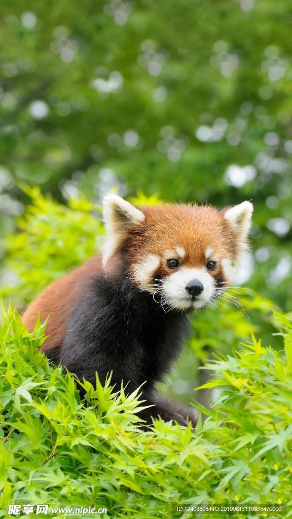 小浣熊