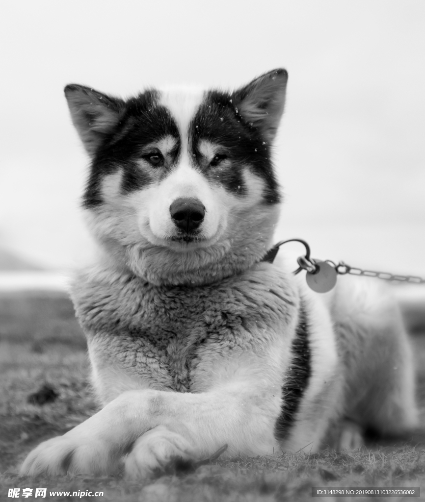 雪橇犬