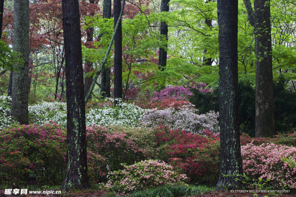 公園樹林彩色花