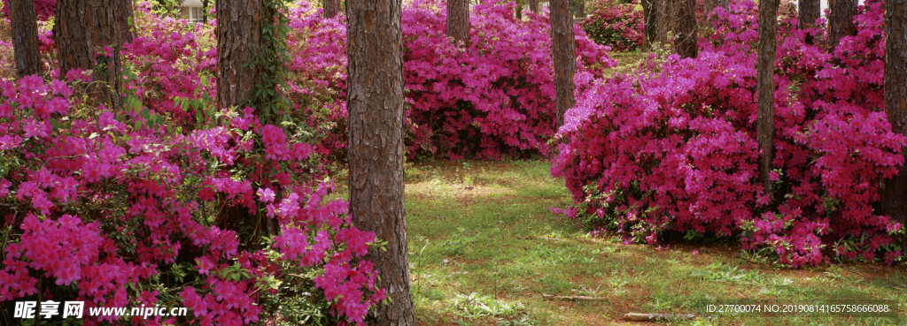 公園樹林紅色花朵