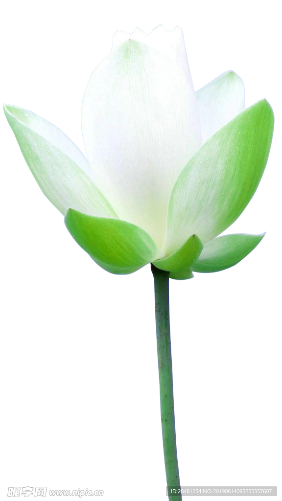 清荷