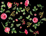 手绘玫瑰花朵png透明图背景