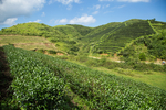 株洲龟龙窝茶园