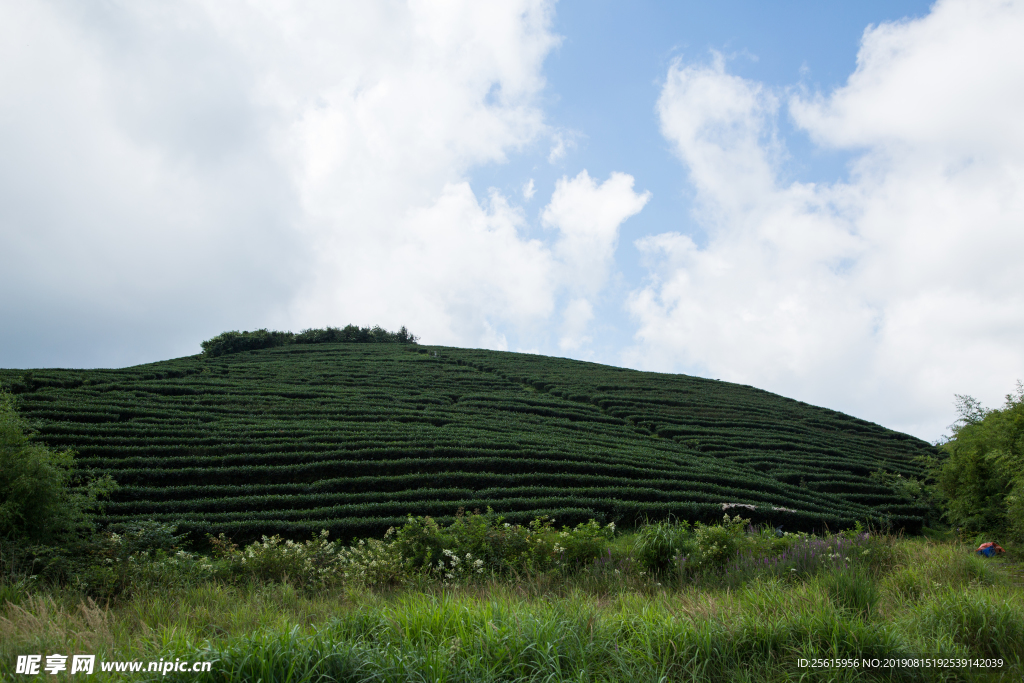 株洲龟龙窝茶园