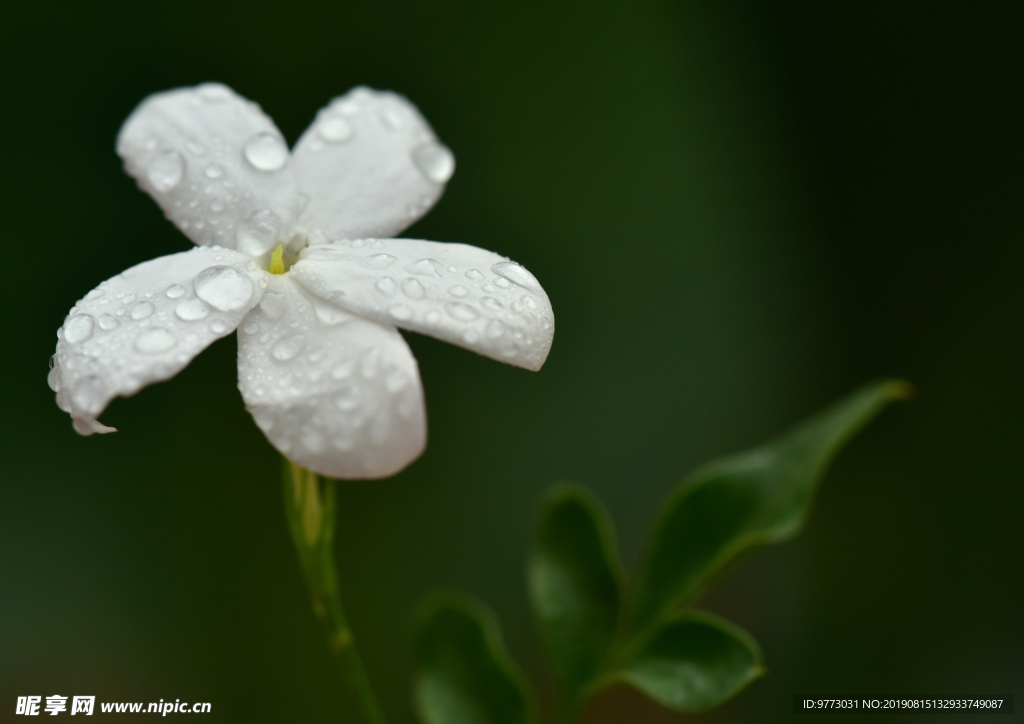 茉莉花