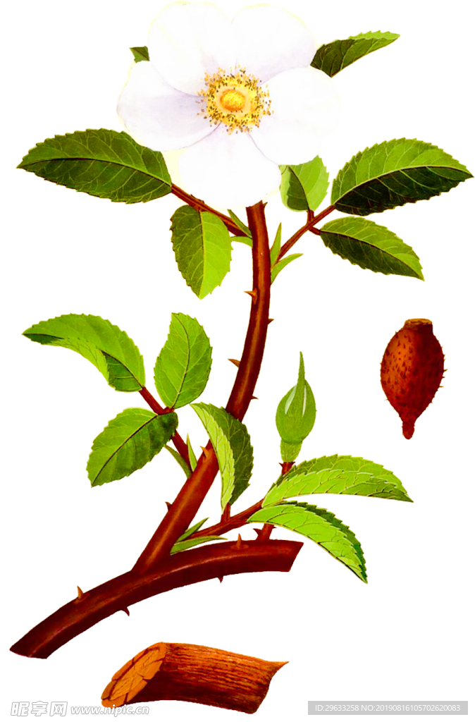 金櫻子