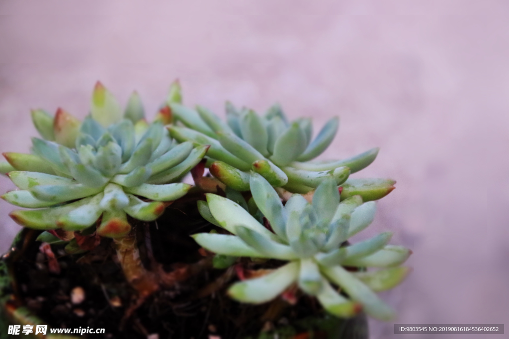多肉植物盆栽蘭黛蓮