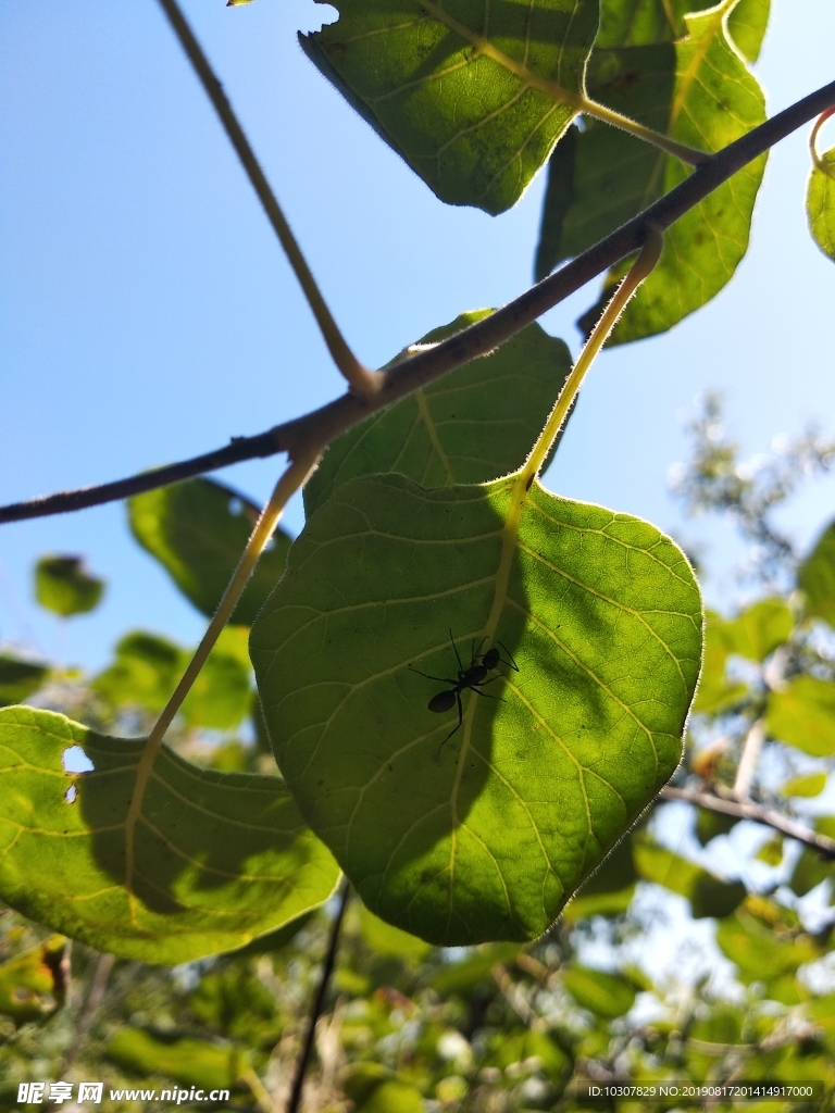 蚂蚁 树叶 蓝天 大蚂蚁 叶片