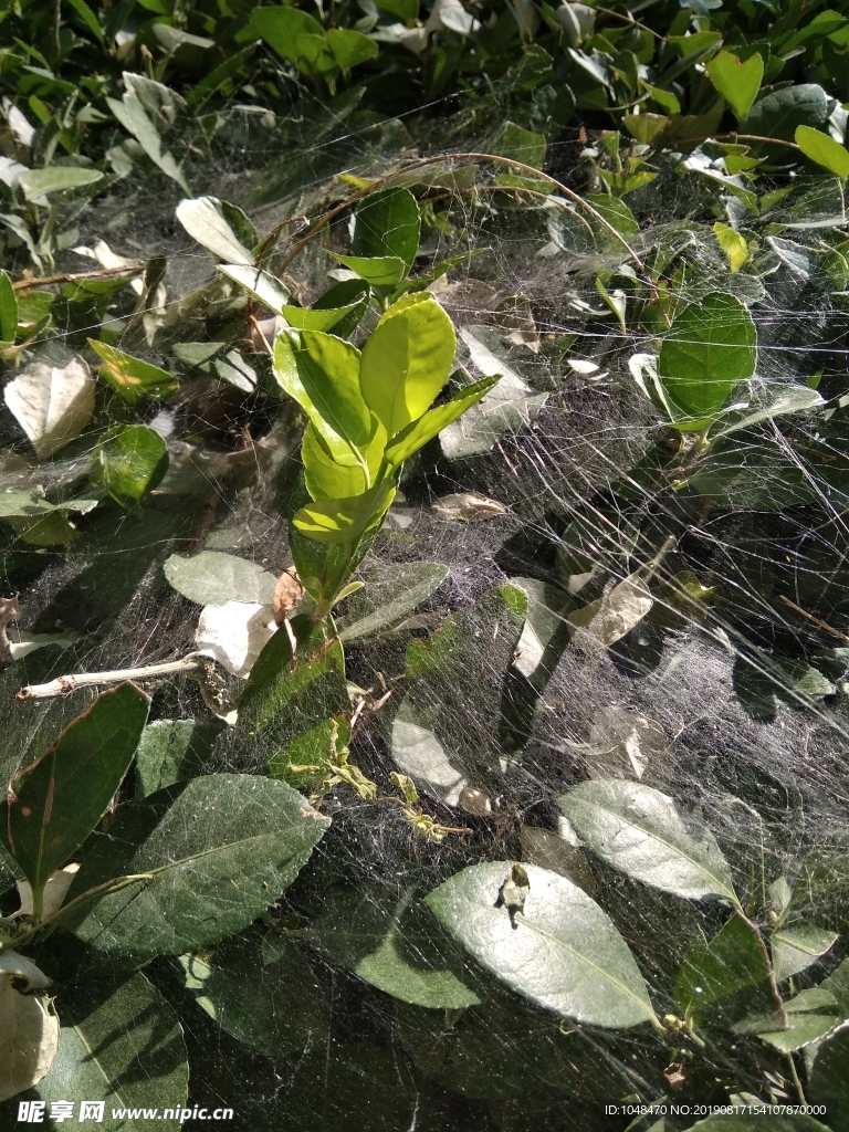 蜘蛛网和冬青