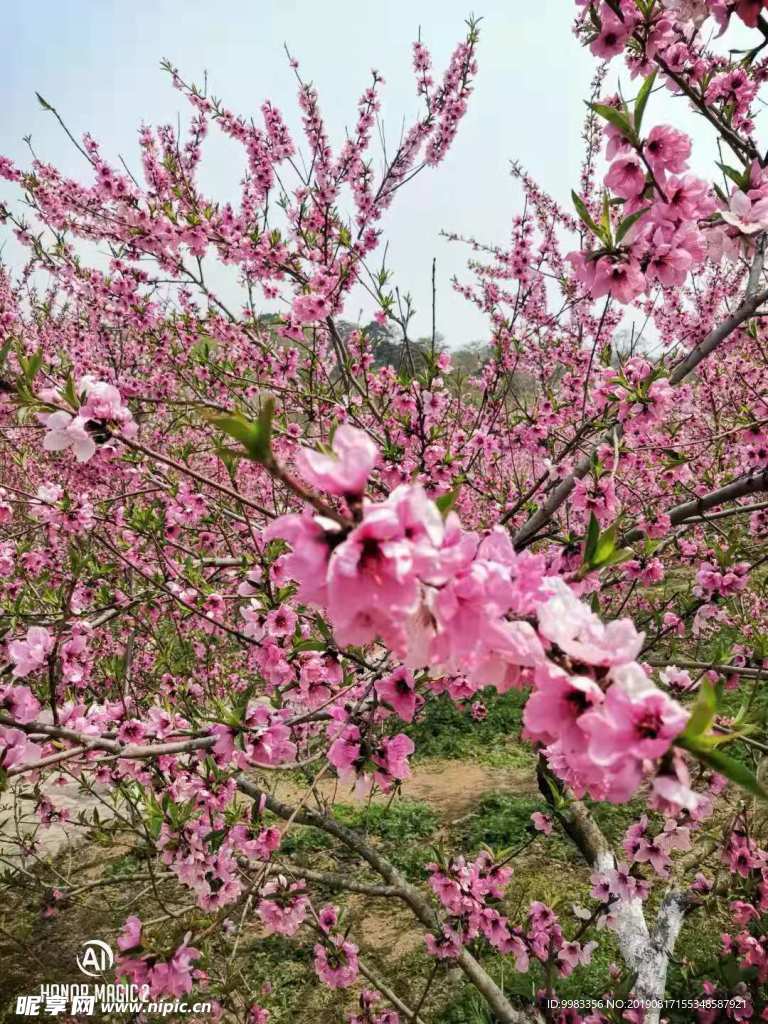 桃花澗風(fēng)景區(qū)