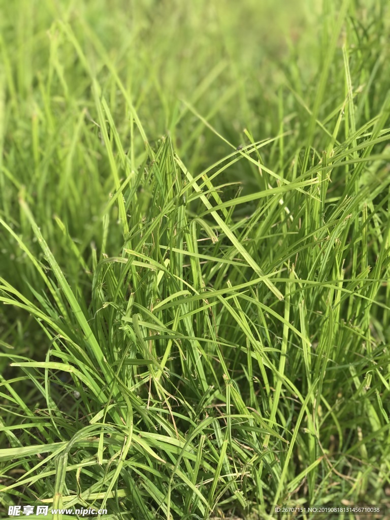 草攝影