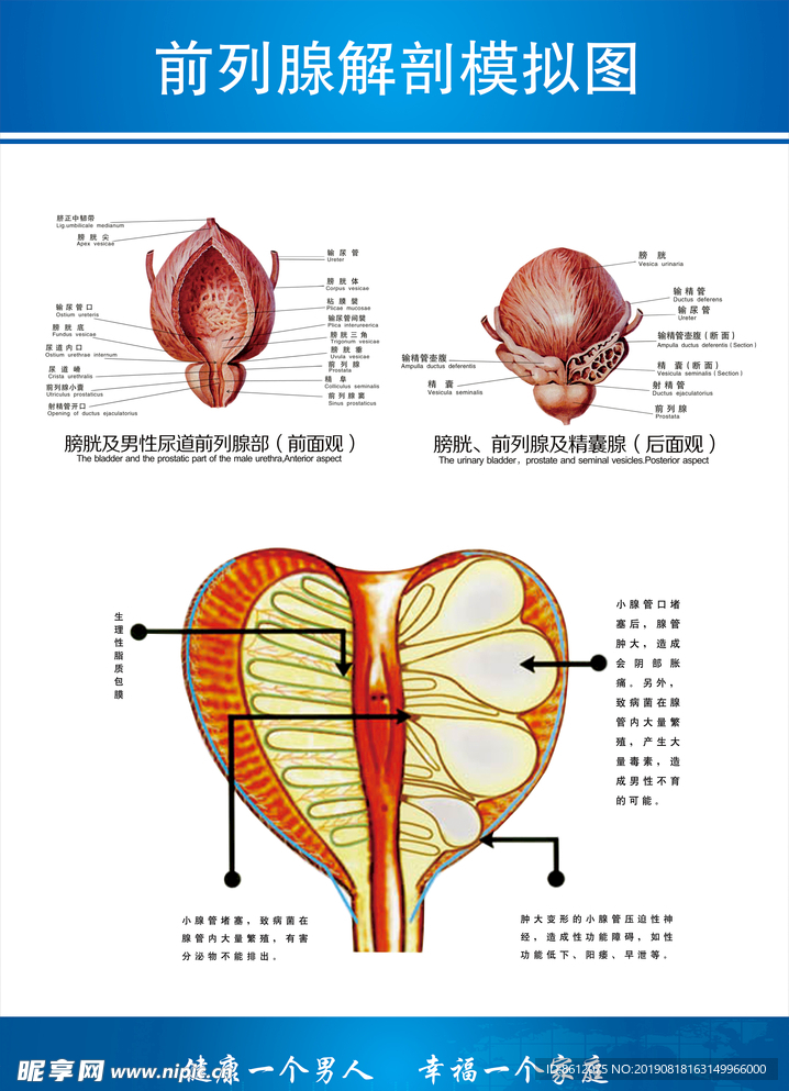 前列腺解剖图
