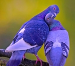 蓝色鸽子信鸽宠物背景