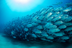 深海鱼群沙丁鱼背景海水