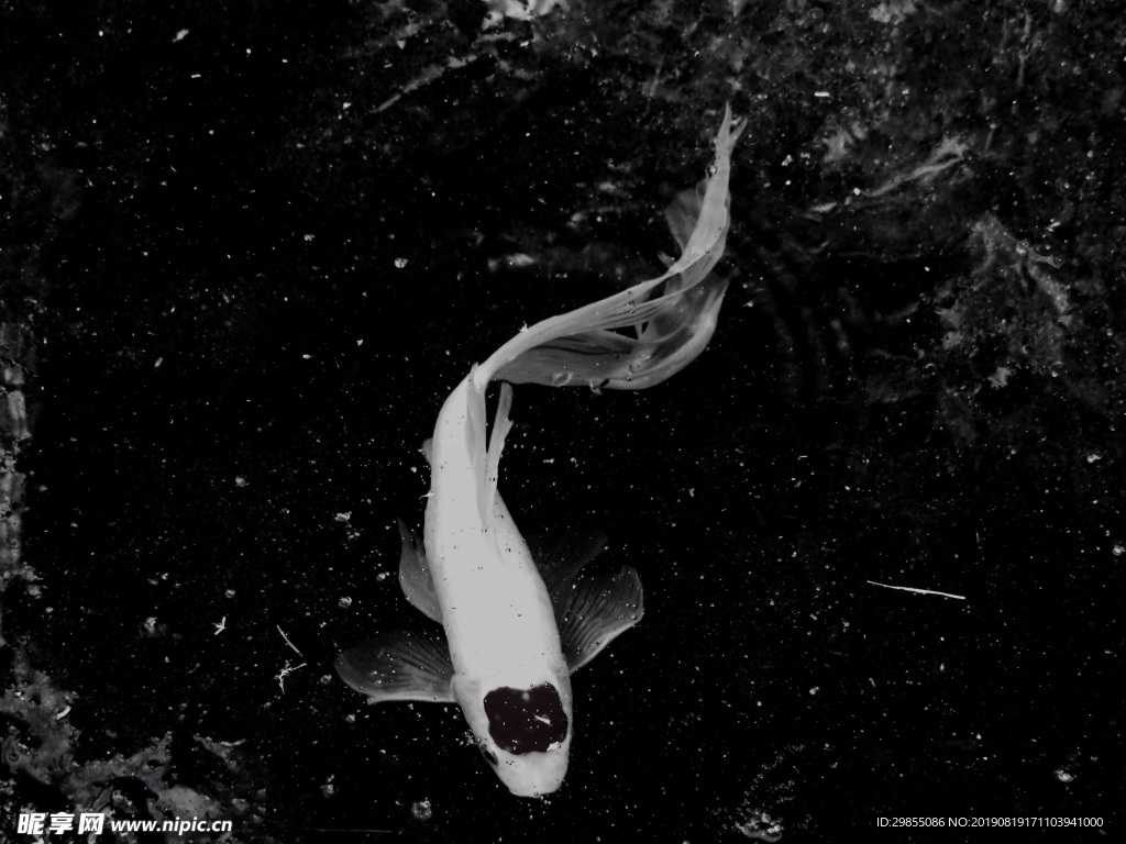 觀賞鯉魚黑白