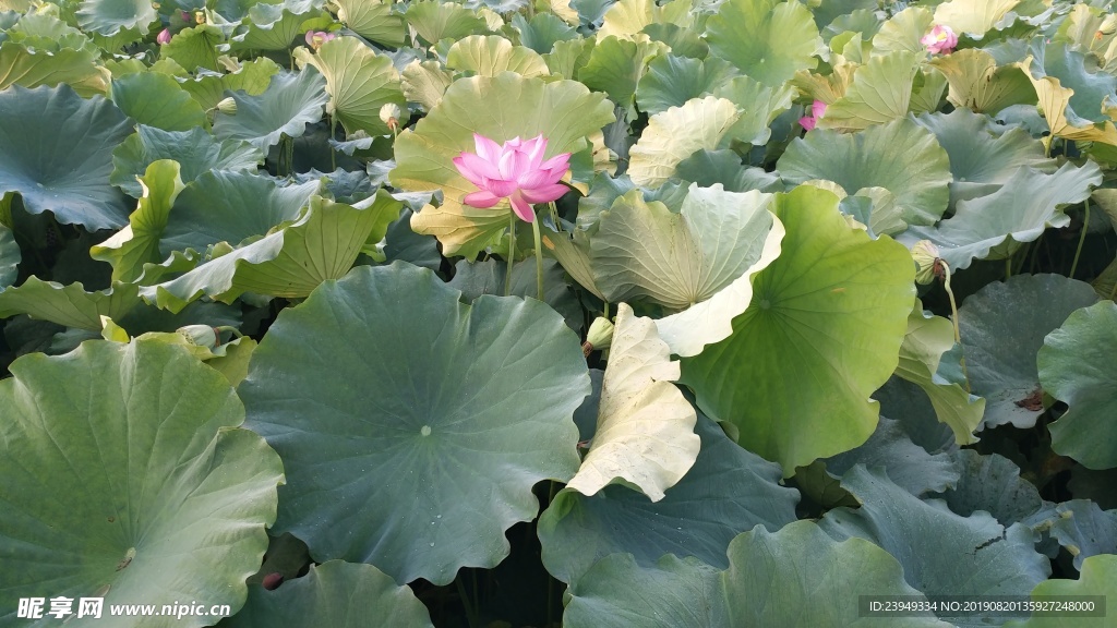 荷花