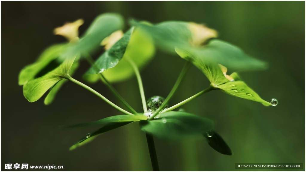 綠色植物葉子