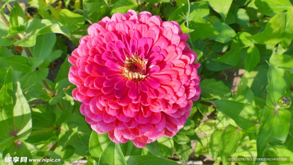 燦爛百日草花朵