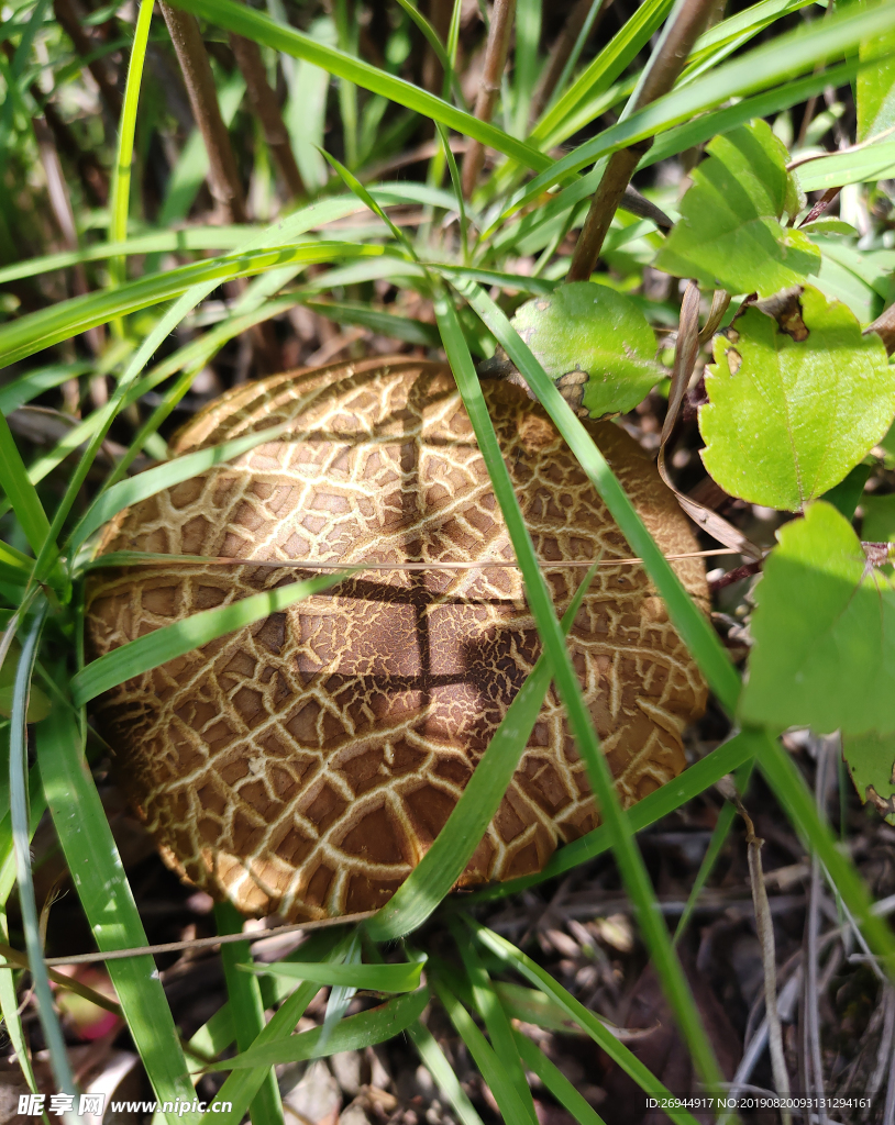 黑牛肝菌