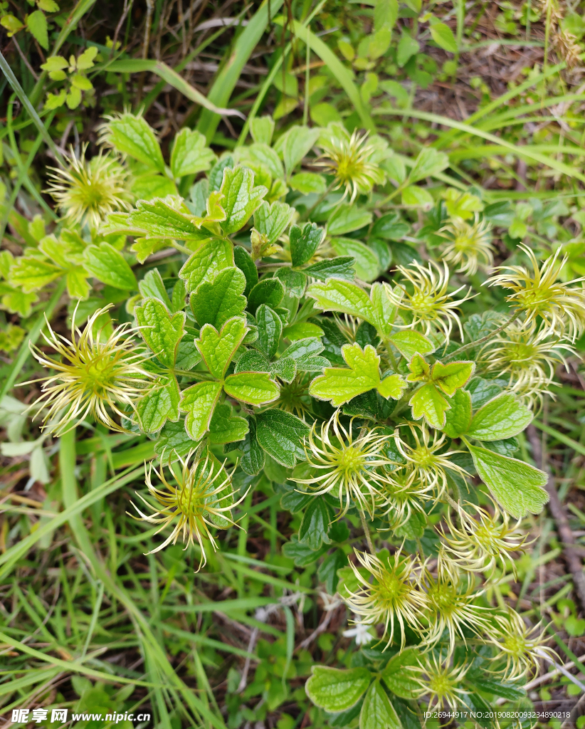 野花